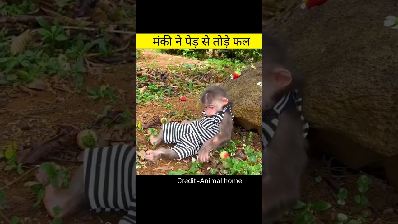 मंकी ने पेड़ से तोड़े फल | Amazing videos in hindi #shorts